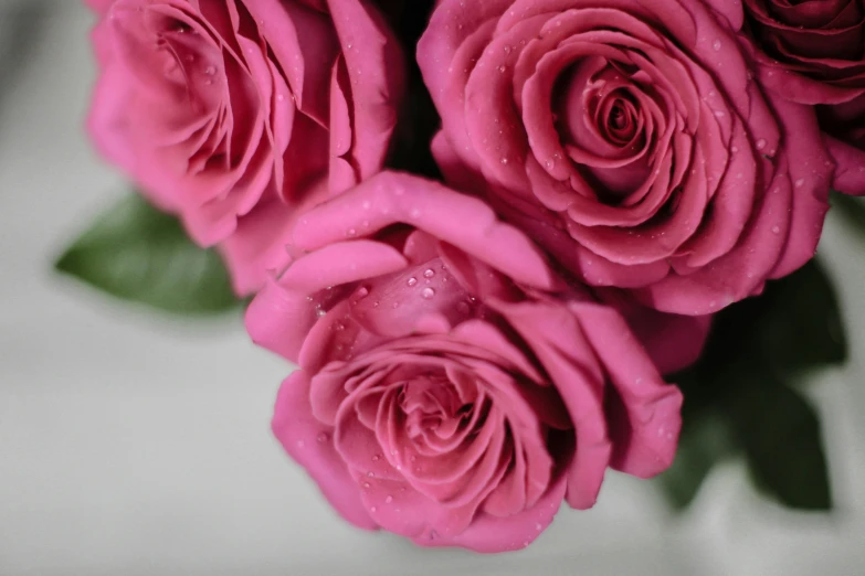 a close up of a bunch of pink roses, smooth fuschia skin, award - winning details, brilliantly coloured, carefully crafted