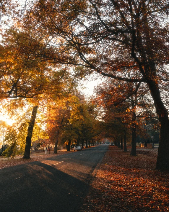 the sun is shining through the trees on the side of the road, unsplash contest winner, visual art, orange and brown leaves for hair, sydney park, beautiful small town, lgbtq