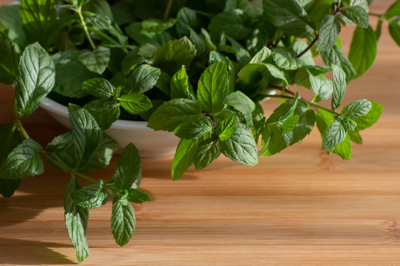 a bowl of fresh mint leaves on a wooden table, a portrait, unsplash, photorealism, close up shot from the side, rows of lush crops, high resolution photo, vines wrap around the terrarium