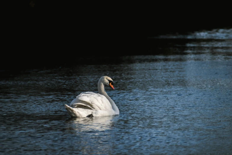 a white swan floating on top of a body of water, 2022 photograph, fan favorite, dark and dim, brockholes