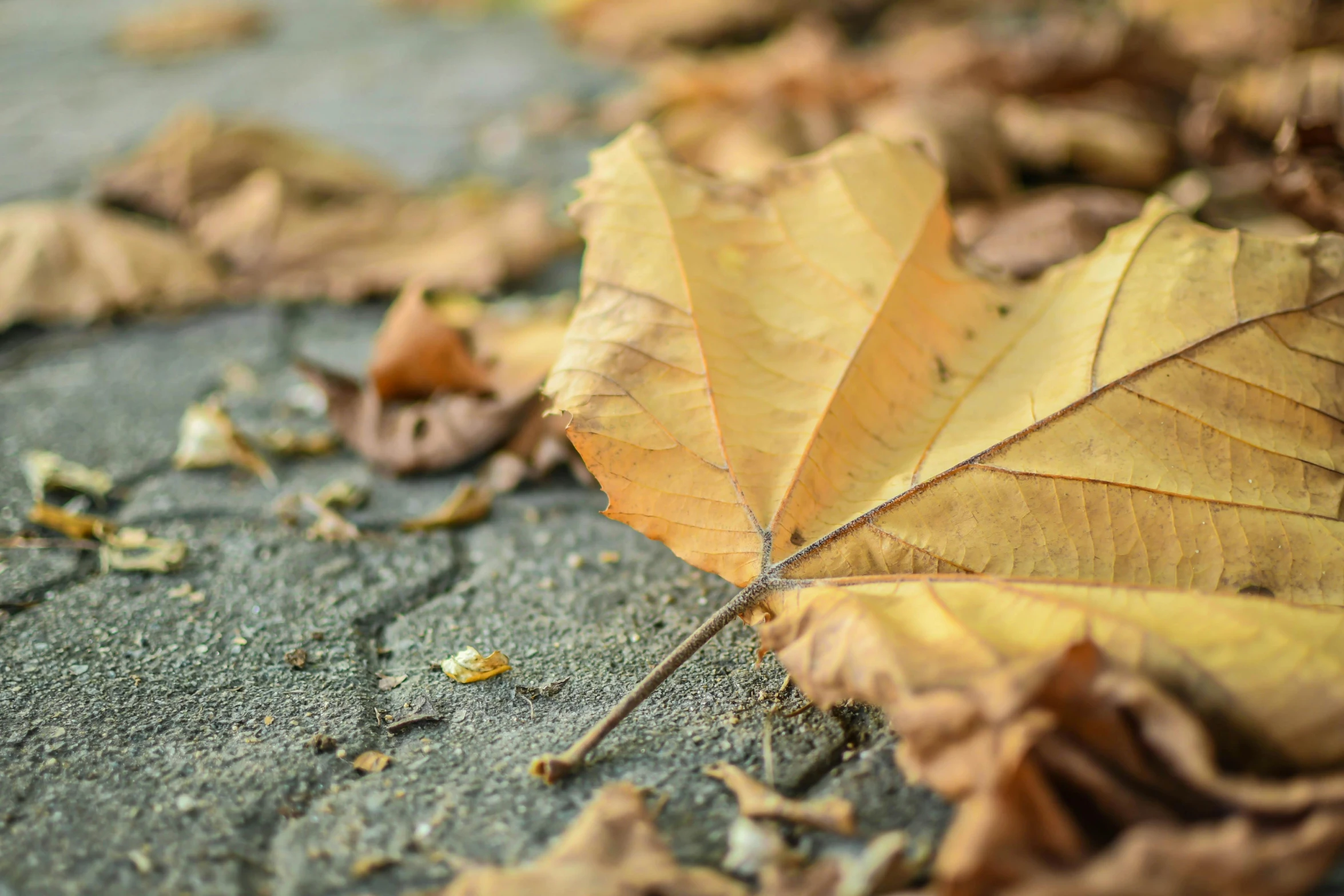 a leaf that is laying on the ground, pexels contest winner, 15081959 21121991 01012000 4k, yellowed, low depth of field, “hyper realistic