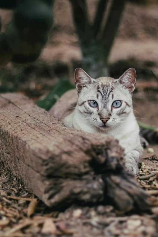 a cat that is laying down on the ground, a portrait, by Andries Stock, unsplash, sitting on a log, pale blue eyes, taken in zoo, 3 5 mm photo