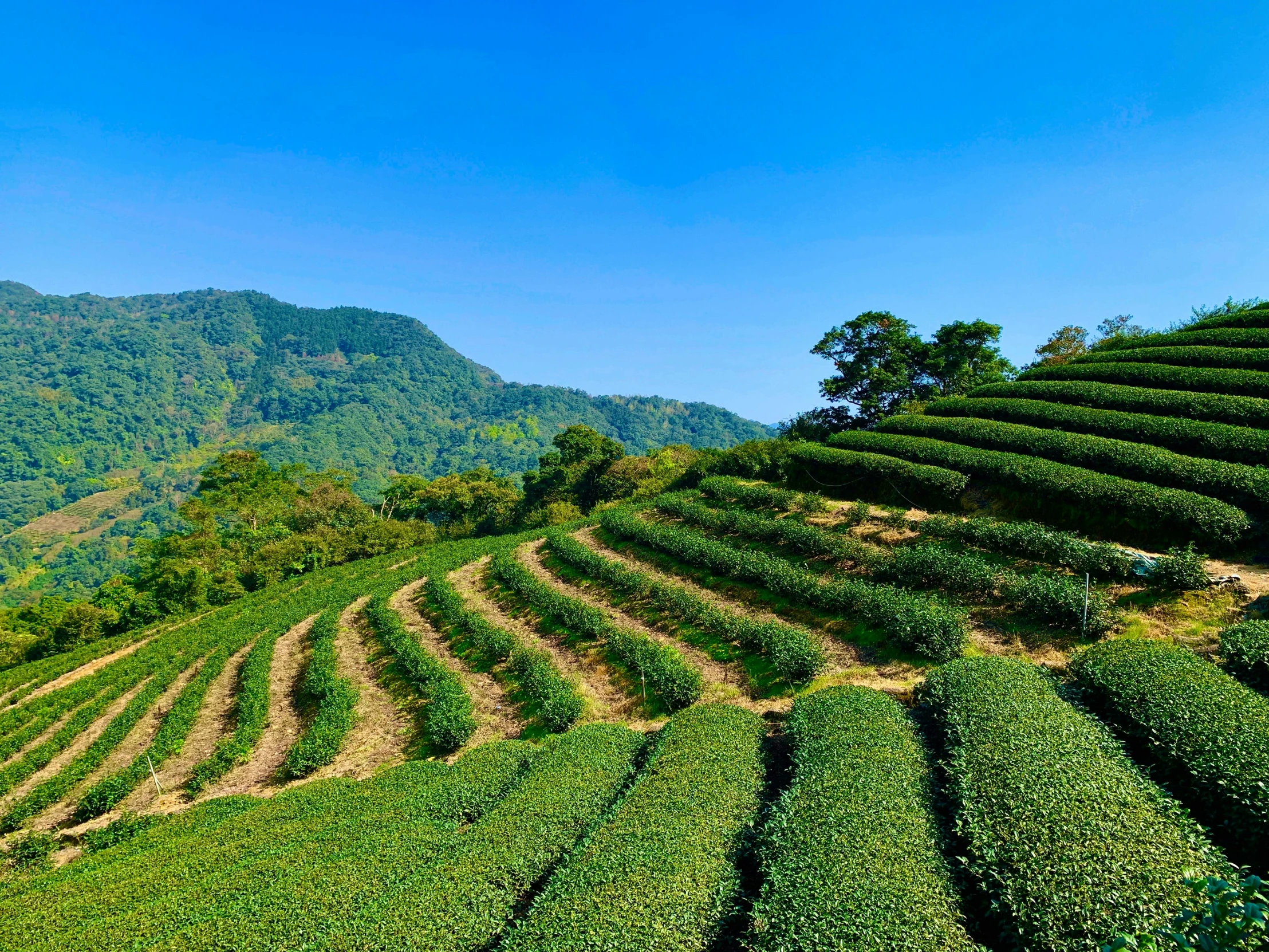 a field of green tea plants with mountains in the background, pexels contest winner, in style of thawan duchanee, avatar image, blue and green, instagram post