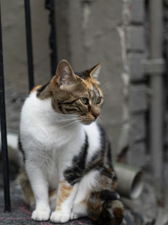 a cat that is sitting on a ledge, standing in an alleyway, upclose, but a stern look about her, multicoloured