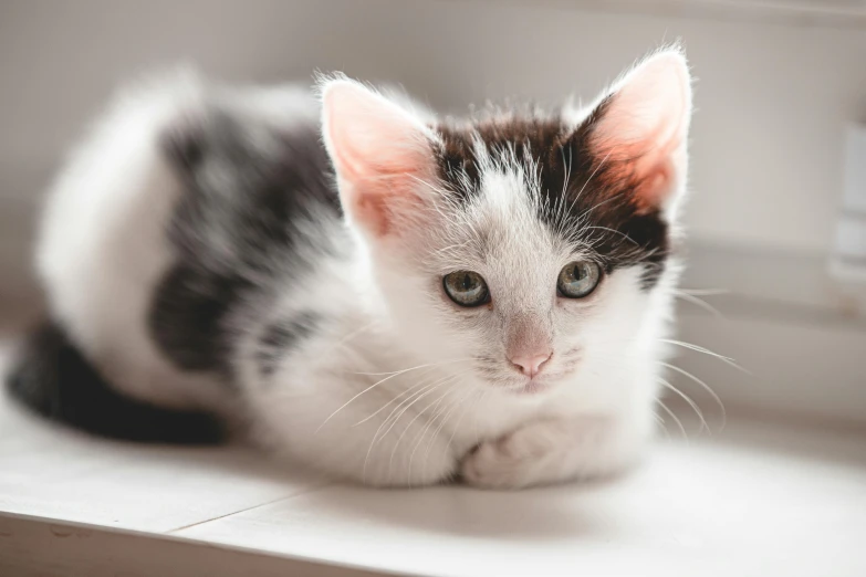 a black and white kitten sitting on a window sill, trending on unsplash, on a white table, laying down, white with chocolate brown spots, shiny white skin