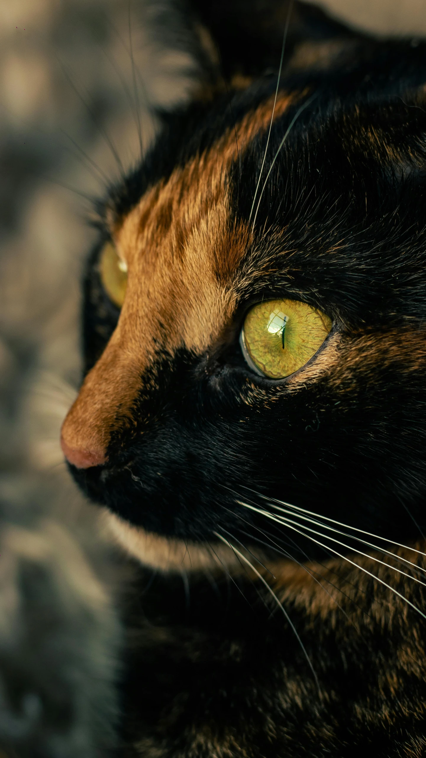 a close up of a cat with yellow eyes, by Jan Tengnagel, trending on unsplash, black and brown, calico cat, shot on sony a 7, golden hour closeup photo