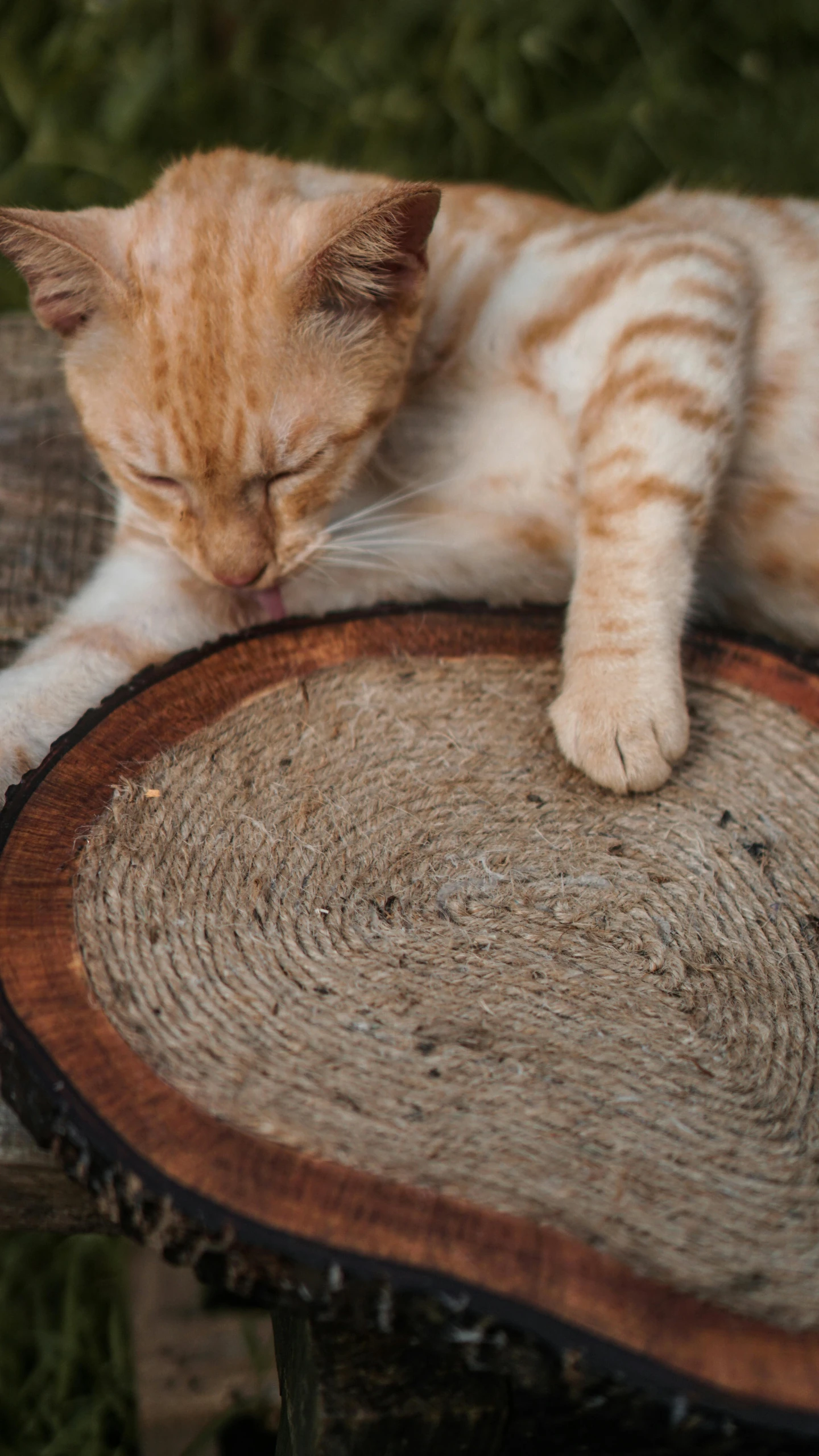 a cat laying on top of a tree stump, trending on pexels, renaissance, on a wooden plate, circular, demur, low quality photo