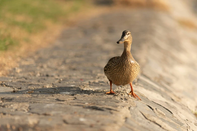 a duck standing on the side of a road, by Jacob Duck, pexels contest winner, natural stone road, brown, olivia kemp, standing