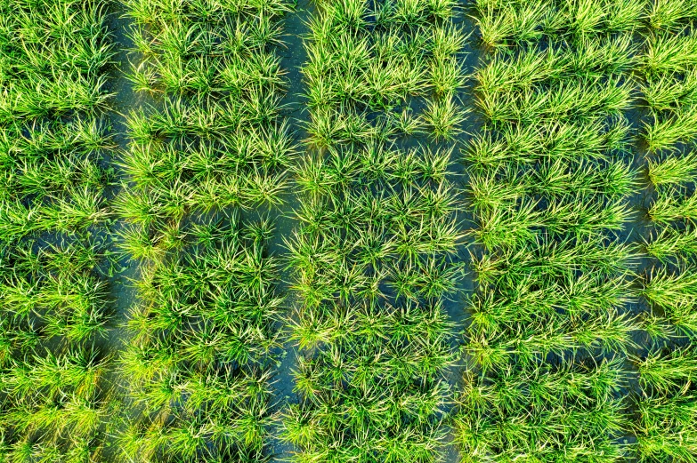 a person standing on top of a lush green field, by Jan Rustem, land art, dji top down view, vertical orientation, rows of lush crops, maritime pine