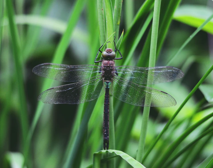 a dragonfly rests on a blade of grass, by Caroline Mytinger, pexels contest winner, hurufiyya, avatar image, muted green, full frame image, various posed