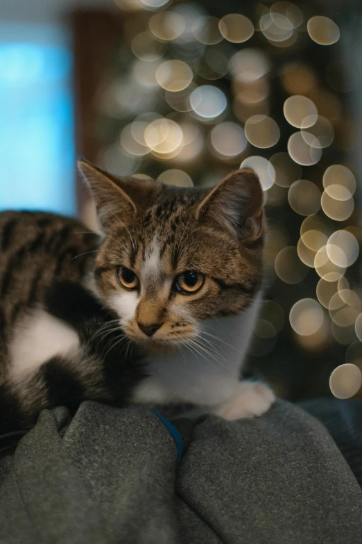 a cat sitting on a person's lap in front of a christmas tree, bokeh lights, looking serious, grey, brown