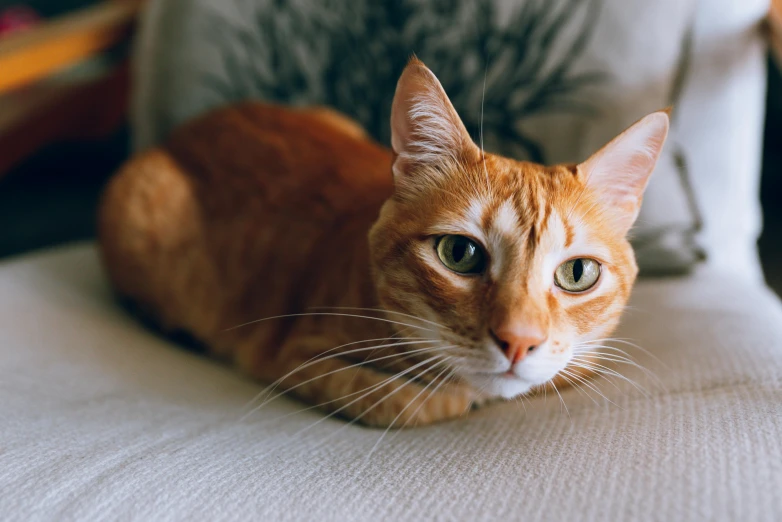 an orange cat sitting on top of a white chair, on a couch, looking straight into camera, laying on a bed, whiskers hq