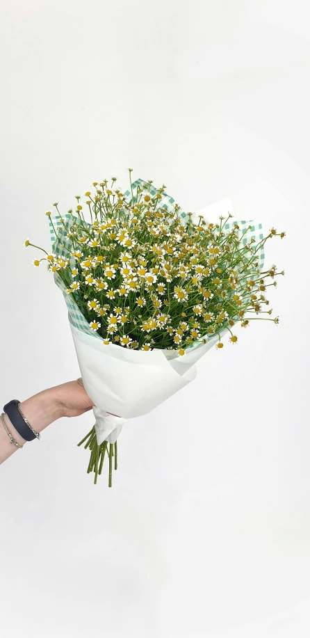 a close up of a person holding a bunch of flowers, chamomile, it is very huge, viewed from the side, full product shot