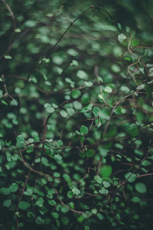 a bunch of green leaves sitting on top of a tree, inspired by Elsa Bleda, trending on unsplash, with soft bushes, cinematic shot ar 9:16 -n 6 -g, plants allover, flattened