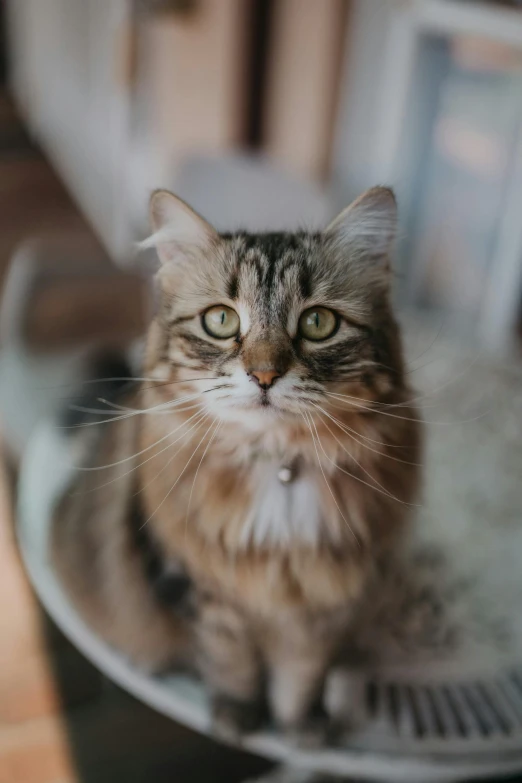 a cat sitting on top of a plate on a table, trending on unsplash, renaissance, looking up at camera, close - up on detailed, soft and fluffy, large)}]