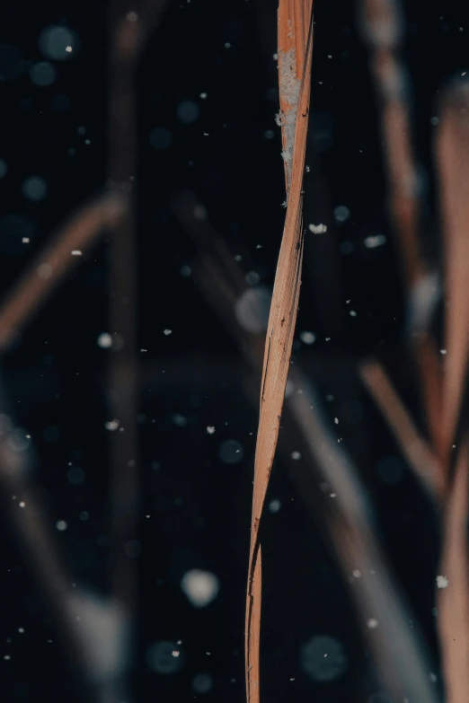 a red fire hydrant sitting on top of a snow covered field, a microscopic photo, by Attila Meszlenyi, trending on pexels, willow plant, on black background, straw, 4 k cinematic photo