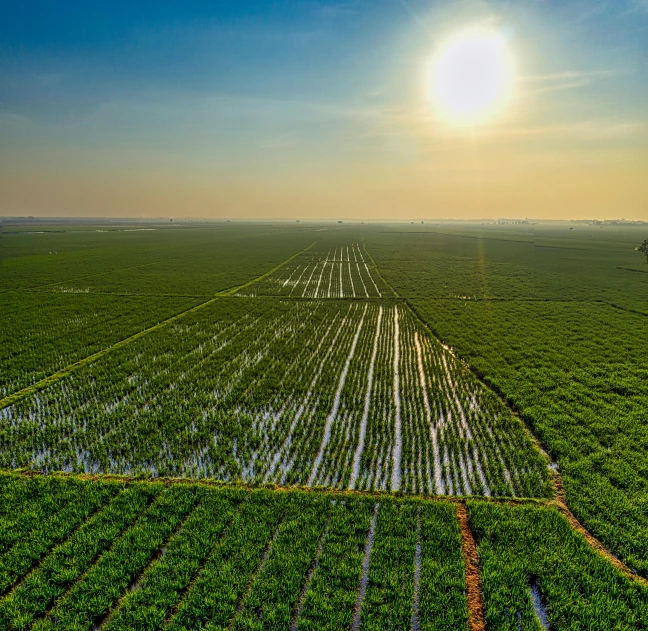 the sun is setting over a field of crops, a picture, by Julian Allen, shutterstock, mangrove trees, wide high angle view, hoang long ly, hydroponic farms