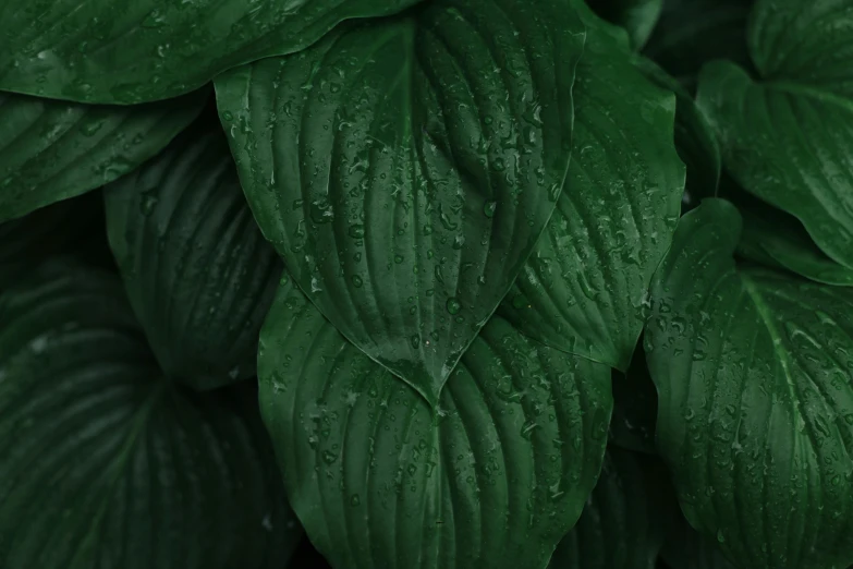 a close up of a bunch of green leaves, an album cover, inspired by Elsa Bleda, trending on pexels, downpour, ultra high detail, high quality screenshot, slight overcast