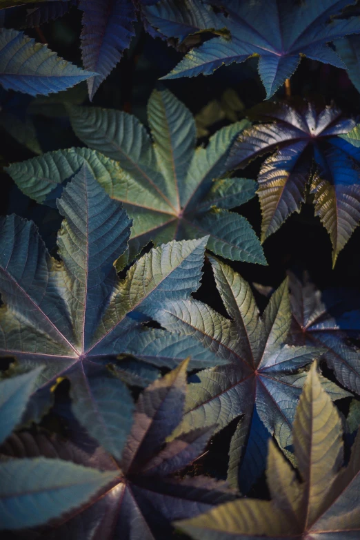 a close up of a bunch of leaves, an album cover, inspired by Elsa Bleda, conceptual art, ganja, serge lutens, shot on hasselblad, iridescent deep colors