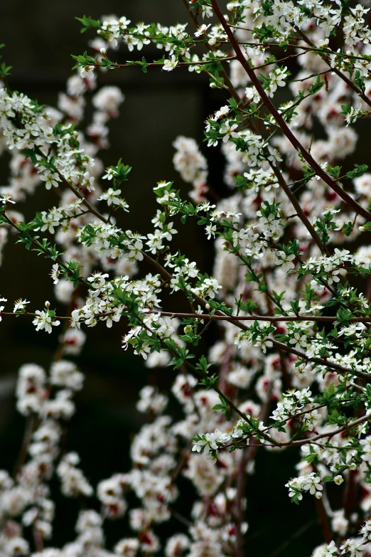 a bird sitting on top of a branch of a tree, inspired by Maruyama Ōkyo, unsplash, arabesque, patchy flowers, paul barson, garden with flowers, manuka