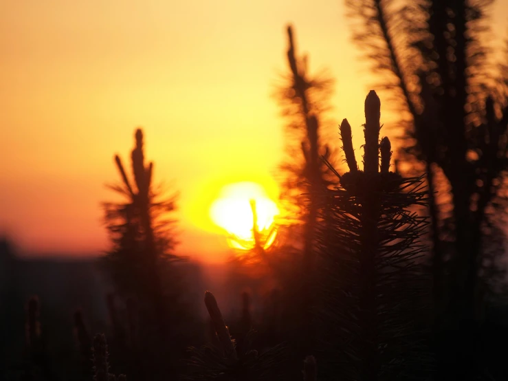 the sun is setting behind some trees, pexels contest winner, plant photography, golden hour firefly wisps, silhouette :7, floral sunset