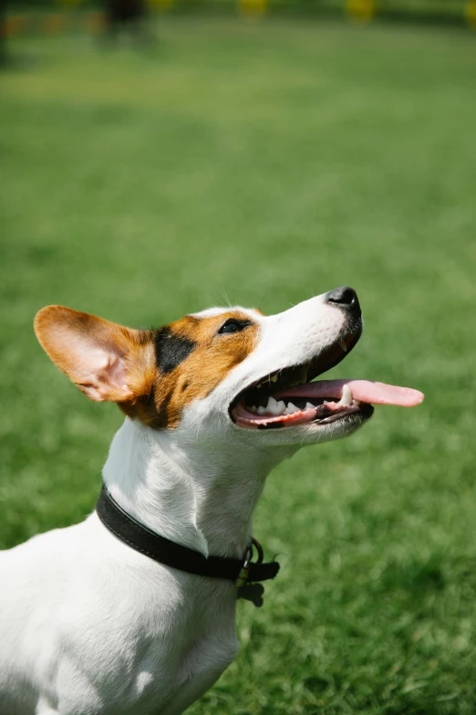 a brown and white dog standing on top of a lush green field, trending on pexels, renaissance, round jawline, jack russel terrier, on a sunny day, close - up profile