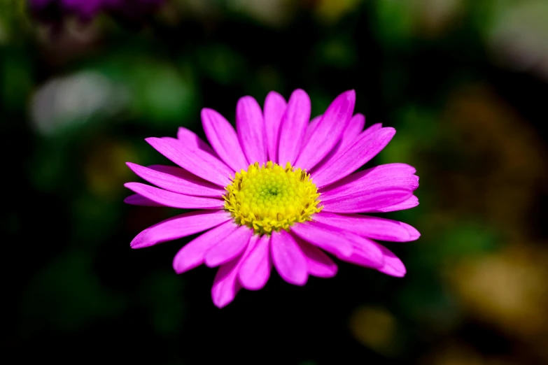 a close up of a purple flower with a yellow center, a picture, by Matthias Stom, pexels contest winner, pink iconic character, today\'s featured photograph 4k, daisy, multi - coloured