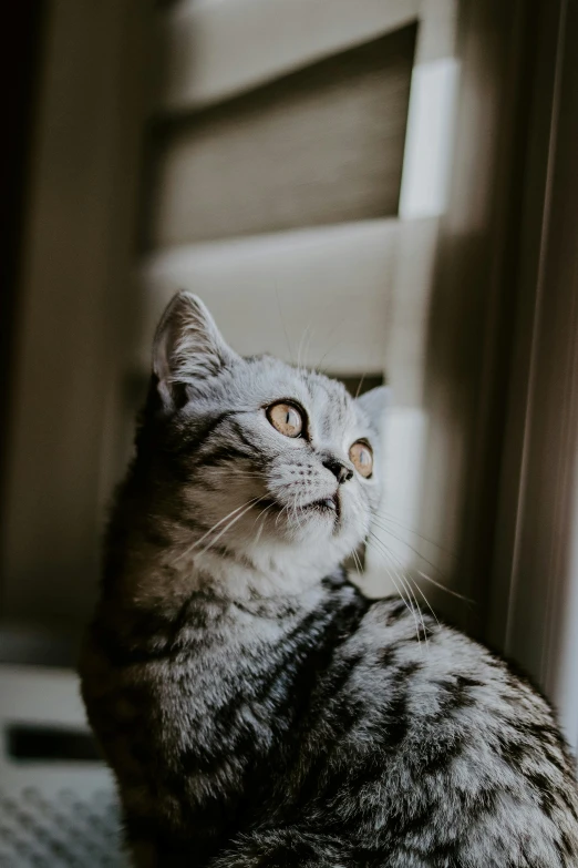 a cat that is sitting in front of a window, looking up to the sky, portrait featured on unsplash, grey, beautifully lit