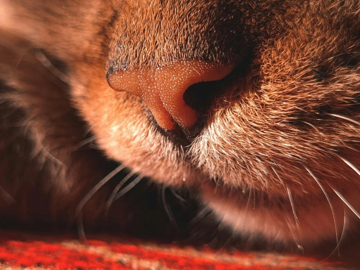 a close up of the nose of a cat, a macro photograph, by Julia Pishtar, pexels contest winner, redwall, cat bunny, square nose, detailed close foot shot