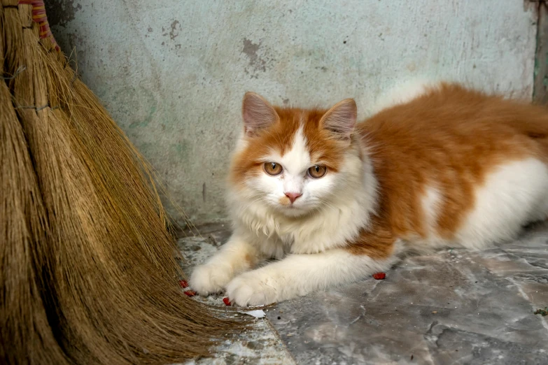 an orange and white cat laying next to a broom, a portrait, by Julia Pishtar, pexels contest winner, on a village, an afghan male type, fluffy, gif