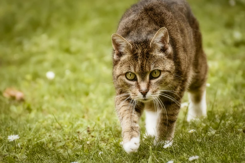 a cat walking across a lush green field, a portrait, unsplash, brown, as photograph, sharpened image, scowling