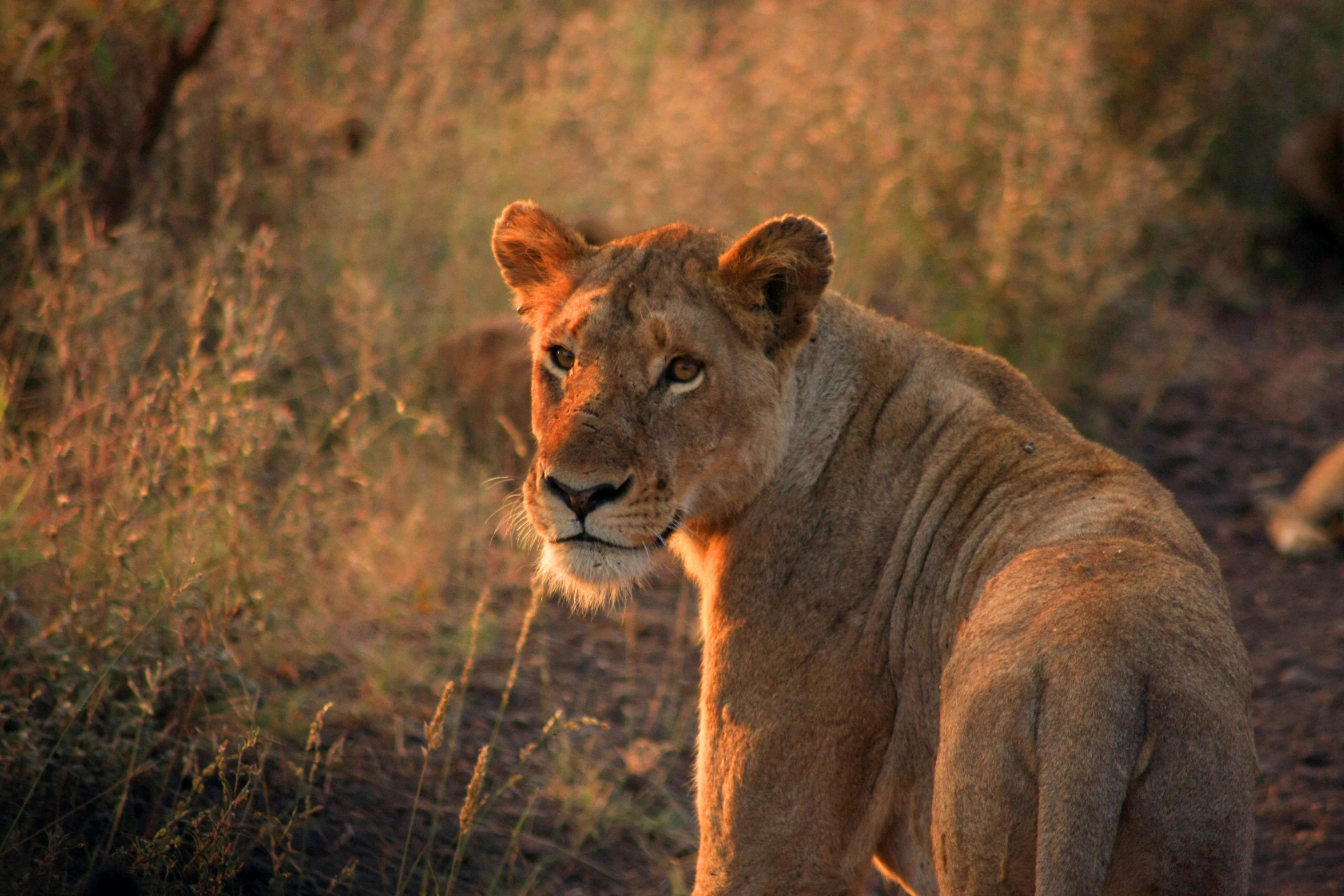 a lion standing on top of a dirt road, in the sunset