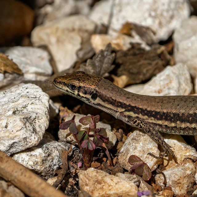 a lizard sitting on top of a pile of rocks, by Mirko Rački, pexels contest winner, renaissance, gravel and scree ground, high quality photo, mid 2 0's female, full frame image