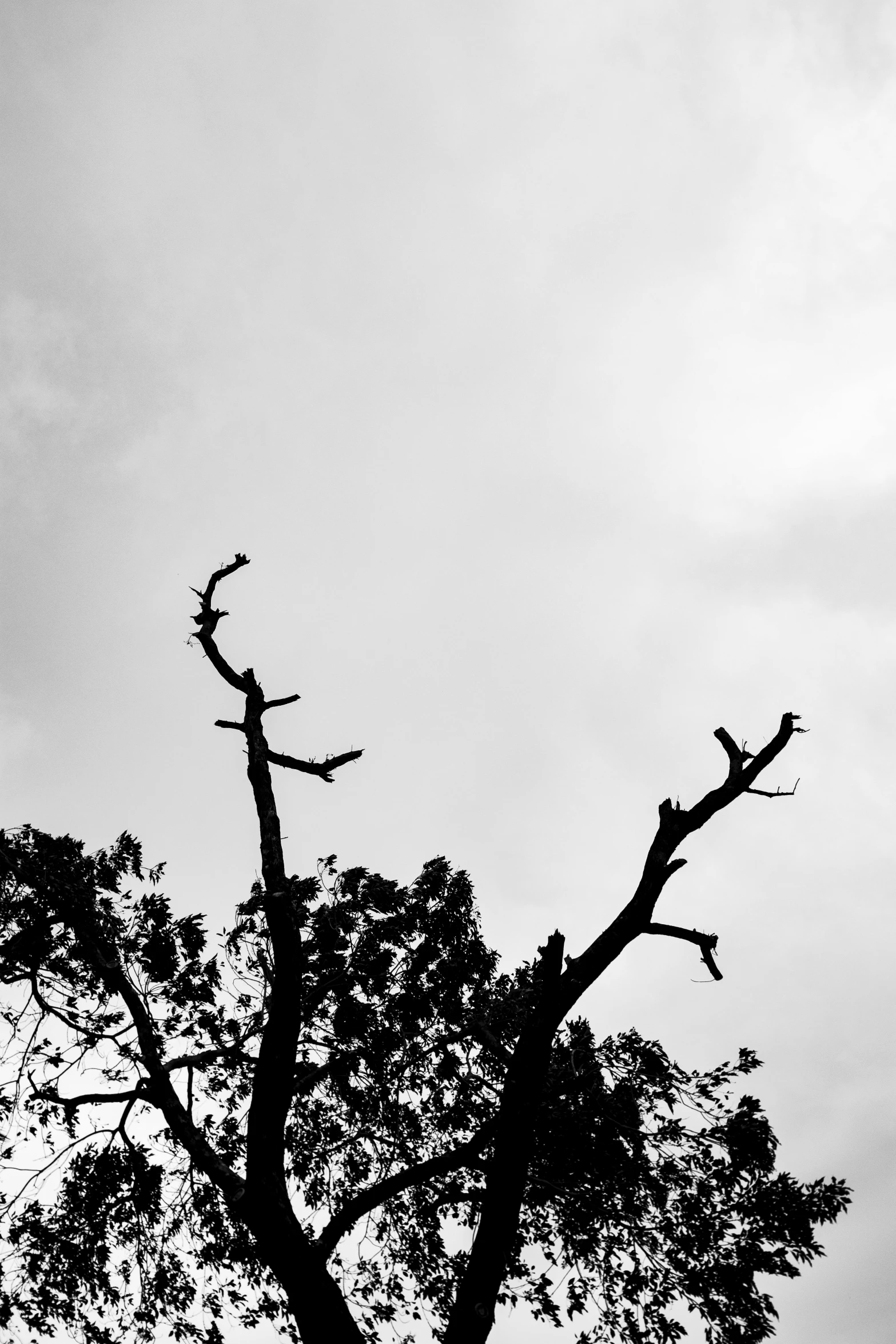 a tree in silhouette with the sky in the background