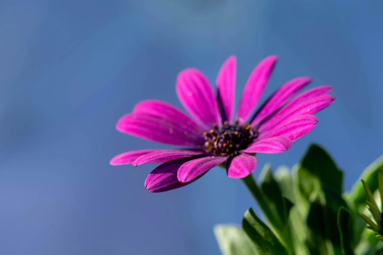 a purple flower sitting on top of a green plant, by Arie Smit, pexels contest winner, relaxed. blue background, magenta, giant daisy flower over head, 300mm telephoto bokeh