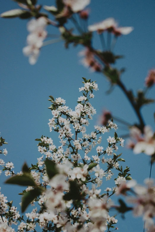 a tree with white flowers against a blue sky, trending on unsplash, profile picture, fruit trees, 1 6 x 1 6, low detailed