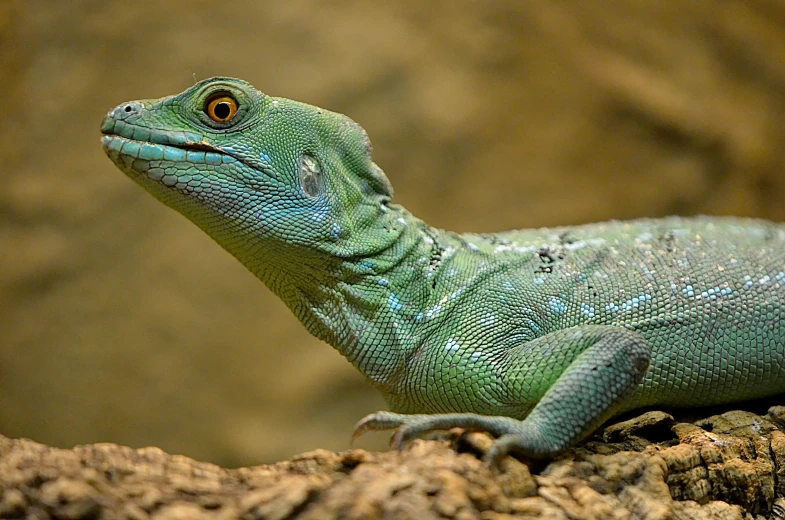 a close up of a lizard on a rock, green and blue and warm theme, with a pointed chin, grey, peruvian looking