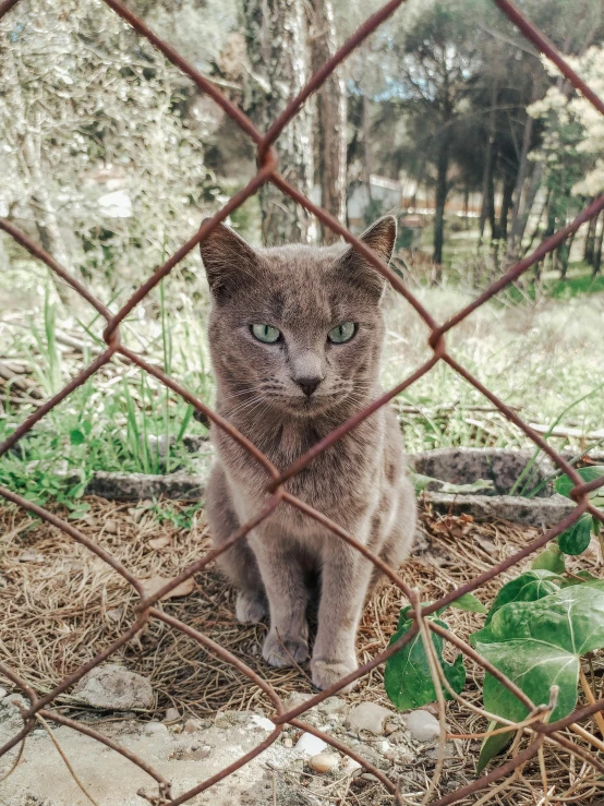 a cat sitting behind a chain link fence, posing for a picture, 2019 trending photo, grey, instagram photo