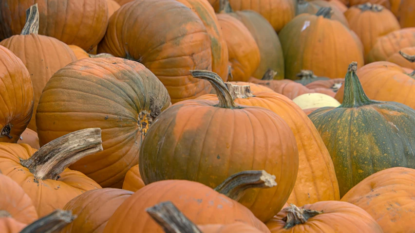 a large group of pumpkins sitting on top of each other, by Pamela Drew, pexels, 2 5 6 x 2 5 6 pixels, zoomed out shot, thumbnail, 15081959 21121991 01012000 4k