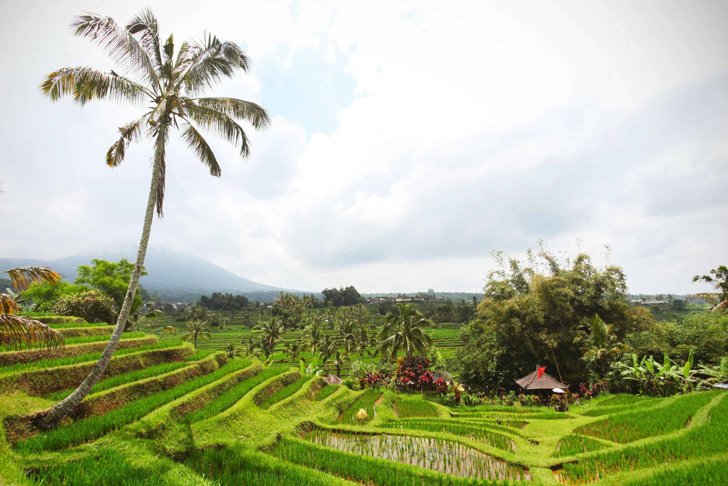 a palm tree sitting on top of a lush green field, by Jessie Algie, pexels contest winner, sumatraism, staggered terraces, religious, barong family, illustration”