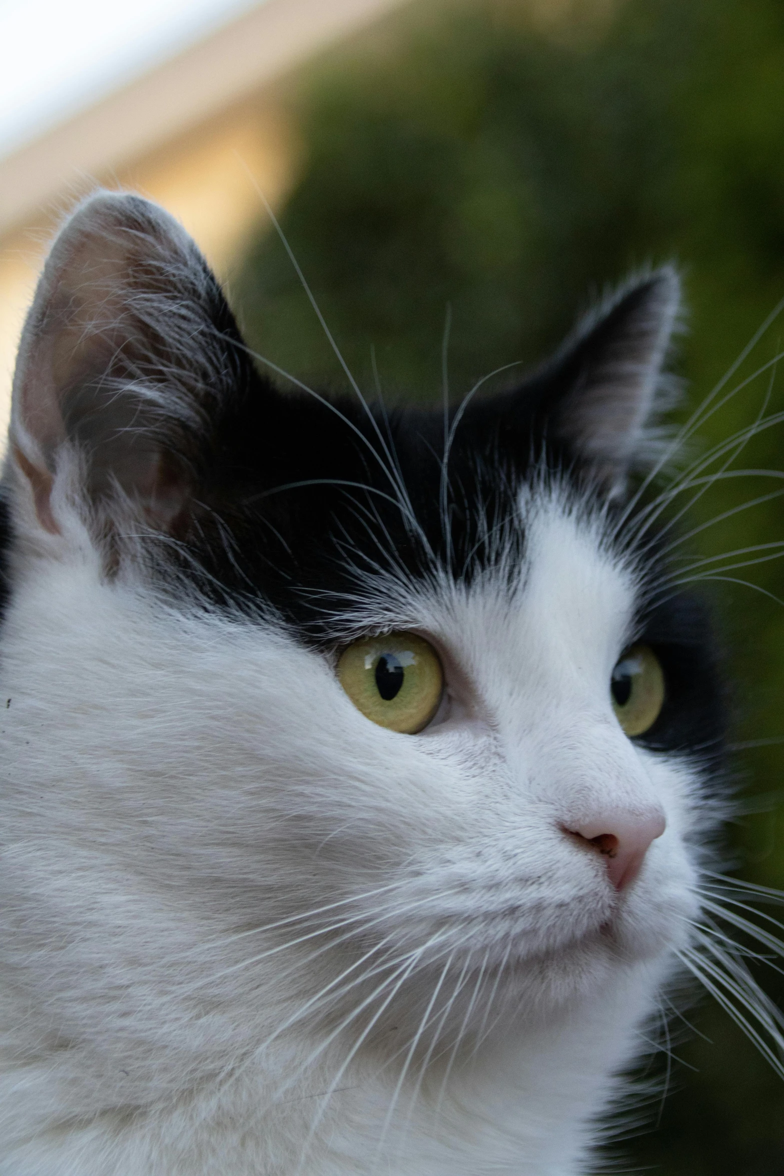 a close up of a black and white cat, looking off into the distance, taken in the late 2010s, pointy ears, white male