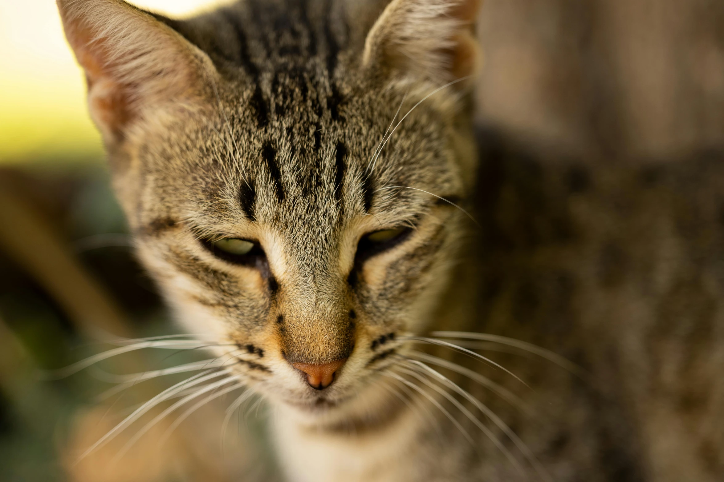 a close up of a cat with a blurry background, a portrait, unsplash, aged 2 5, pouty, high-resolution photo, photo realistic”