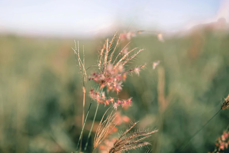 a field filled with lots of tall grass, by Anna Boch, unsplash, visual art, hasselblad film bokeh, pink grass, brown flowers, soft shade