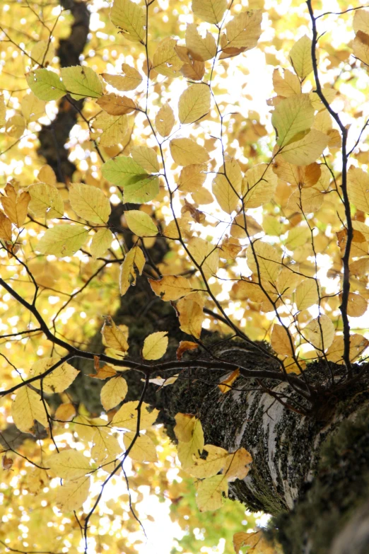 a close up of a tree with yellow leaves, by David Simpson, multi - coloured