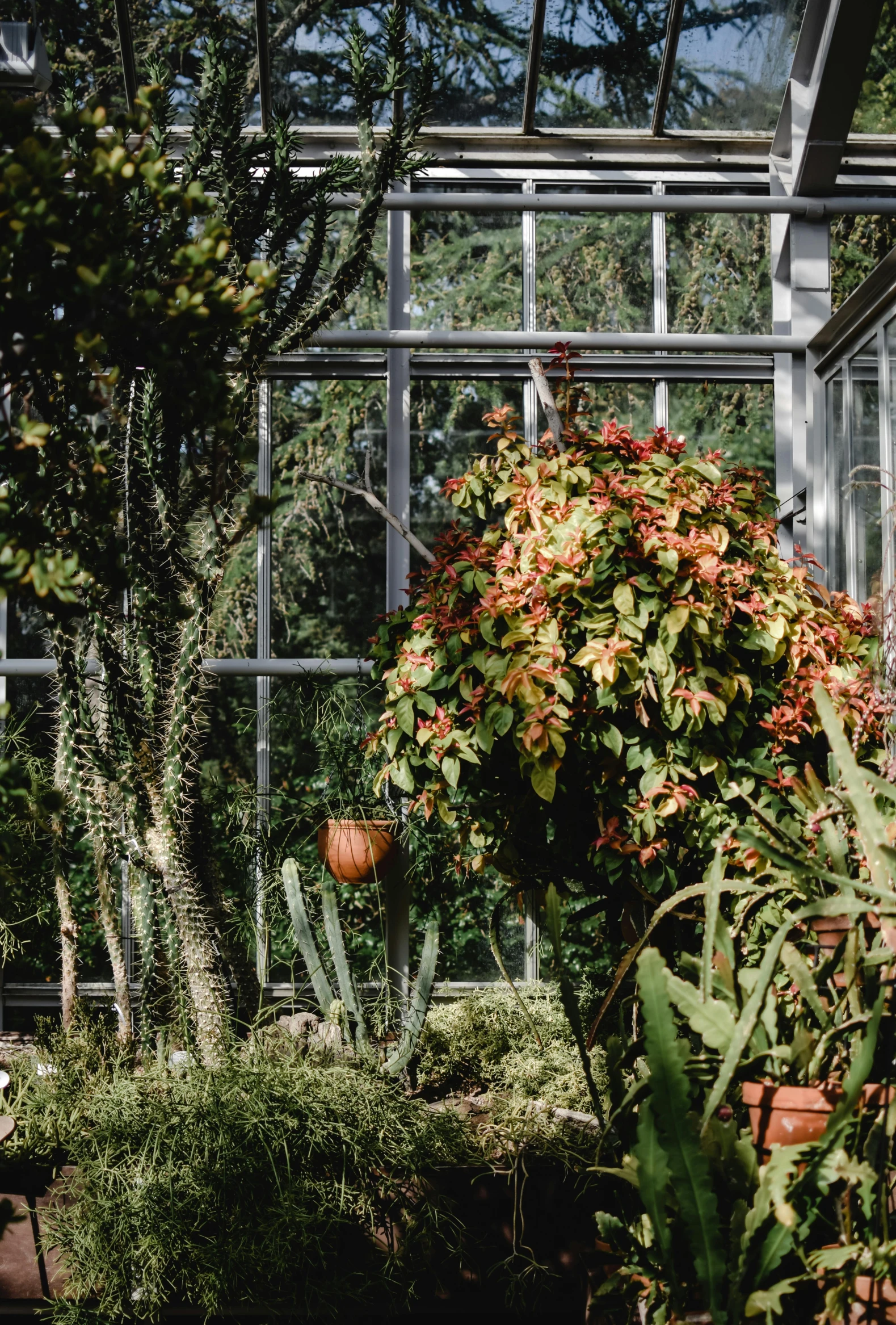a greenhouse filled with lots of potted plants, a photo, unsplash contest winner, bauhaus, autumn foliage in the foreground, on a planet of lush foliage, covered in flame porcelain vine, tree and plants