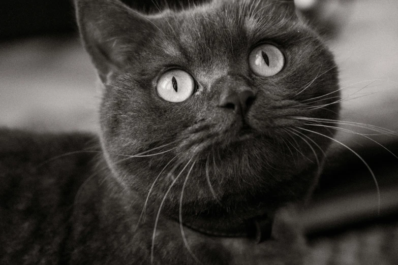 a black and white photo of a cat, a black and white photo, pixabay contest winner, smokey, just the face, instagram picture, looking up