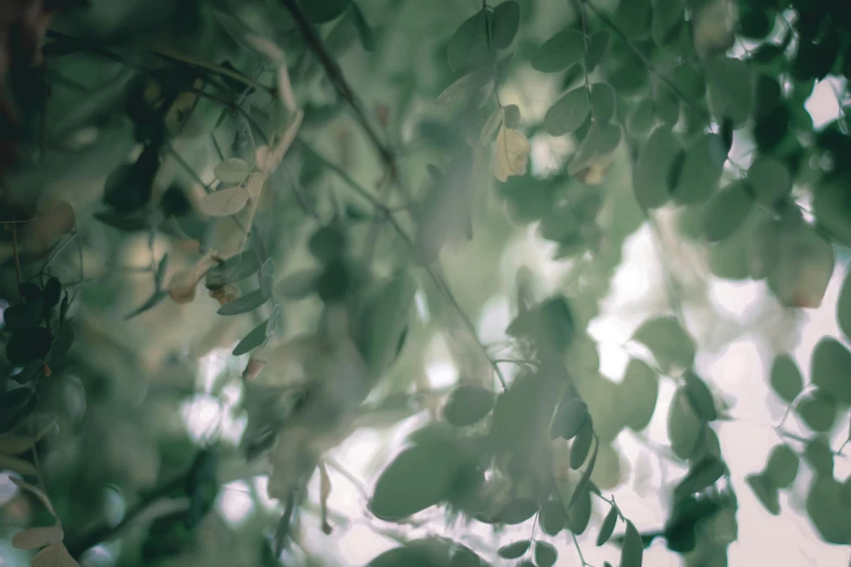 a bunch of green leaves hanging from a tree, a picture, inspired by Elsa Bleda, unsplash, rococo, medium format. soft light, cinematic shot ar 9:16 -n 6 -g, trees outside, silver and muted colors