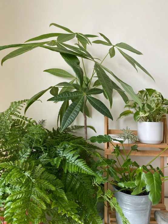 a couple of potted plants sitting on top of a wooden shelf, lush vegetation and ferns, full product shot, pictured from the shoulders up, various sizes