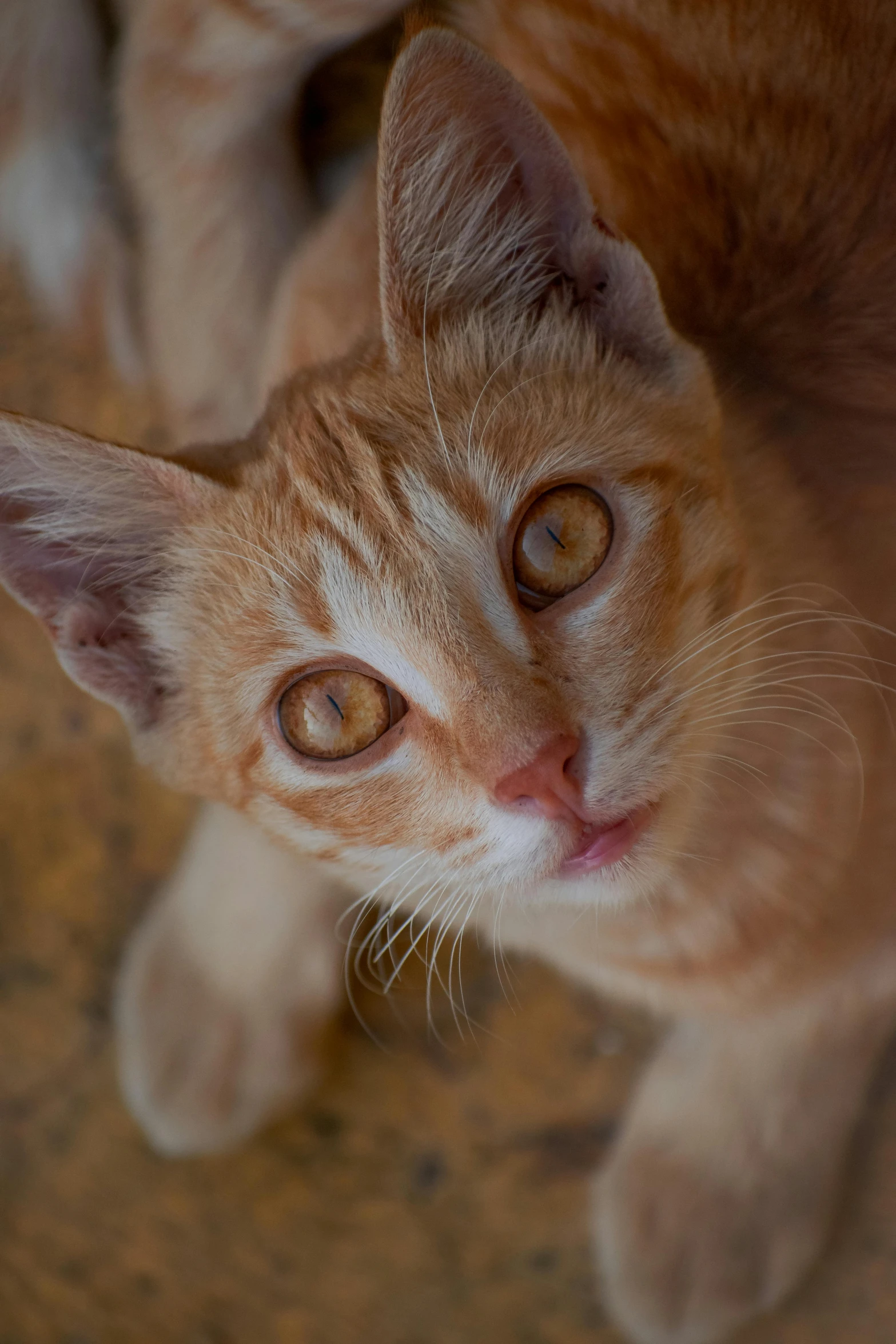 an orange and white cat looking up at the camera, swirly eyes, tight shot of subject, young male, shot with sony alpha