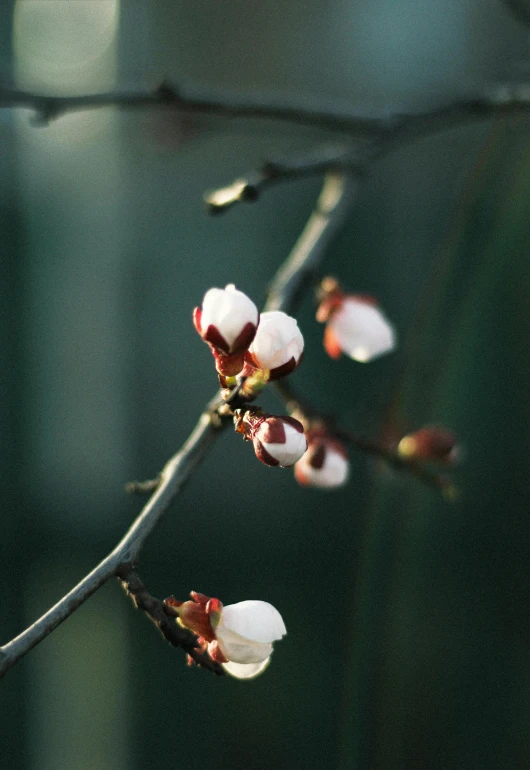 a close up of a branch of a tree with flowers, an album cover, inspired by Maruyama Ōkyo, unsplash, happening, soft light of winter, paul barson, buds, dark sienna and white